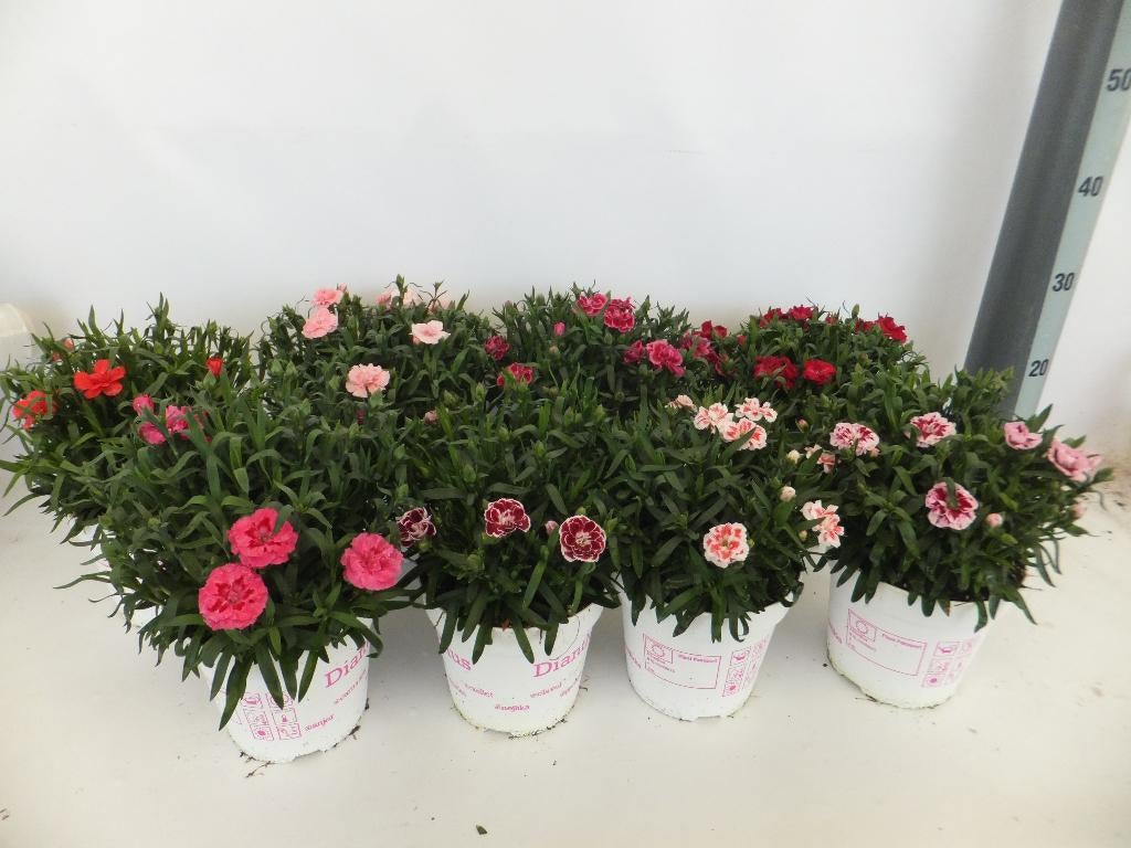 Dianthus ofwel potanjers te koop, Tuin en Terras, Volle zon, Vaste plant, Zomer, Ophalen