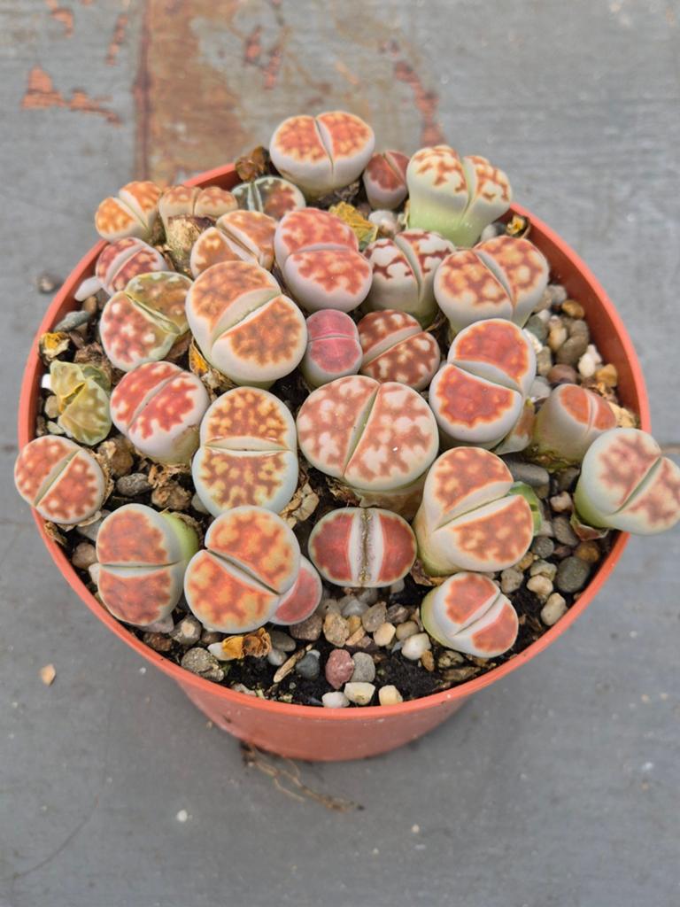 Lithops Levende stenen p8 (4), Huis en Inrichting, Kamerplanten, Ophalen of Verzenden, Halfschaduw, Minder dan 100 cm