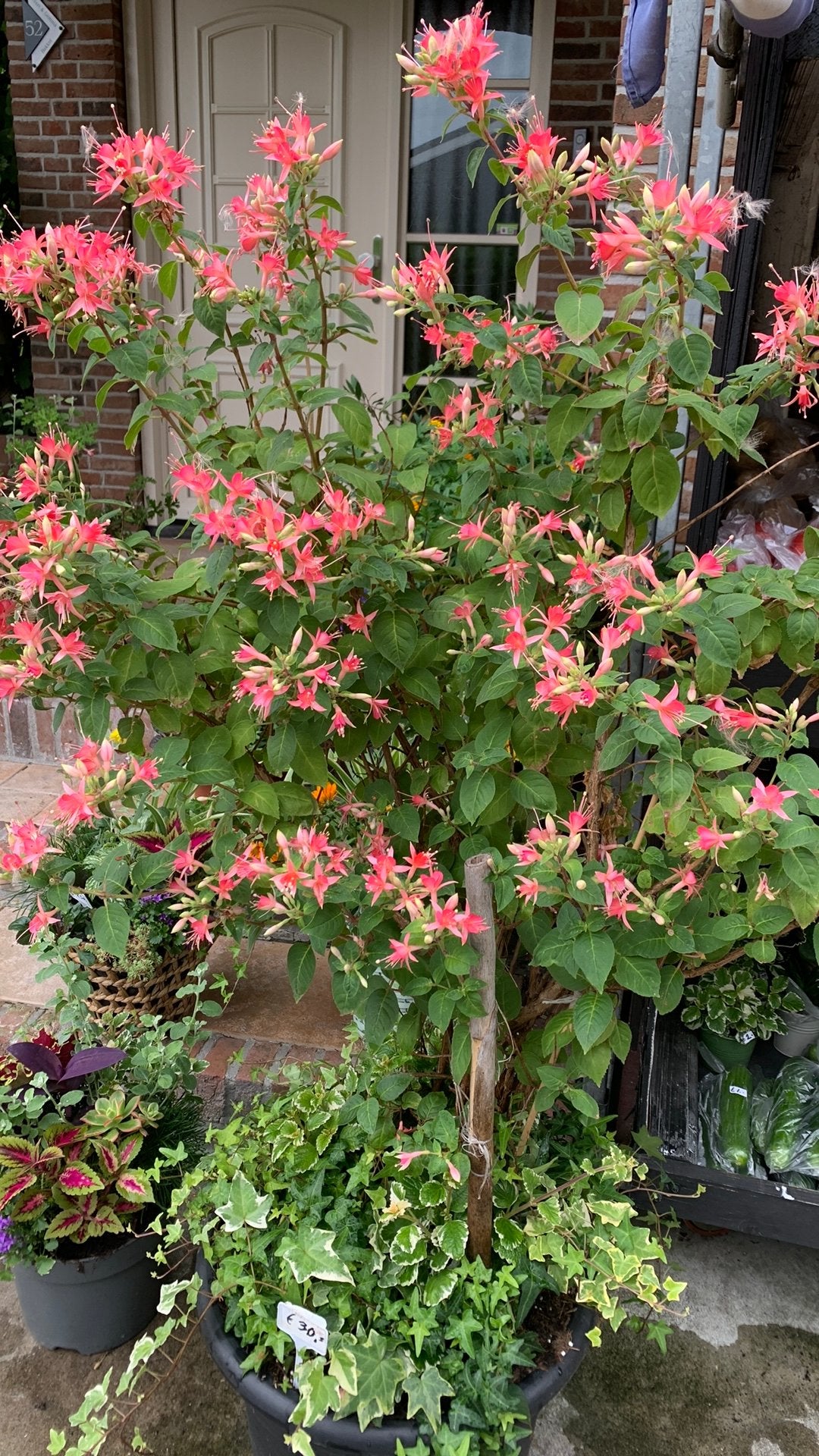 Te Koop Grote Fuchsia, 100 tot 250 cm, Zomer, Volle zon, In pot