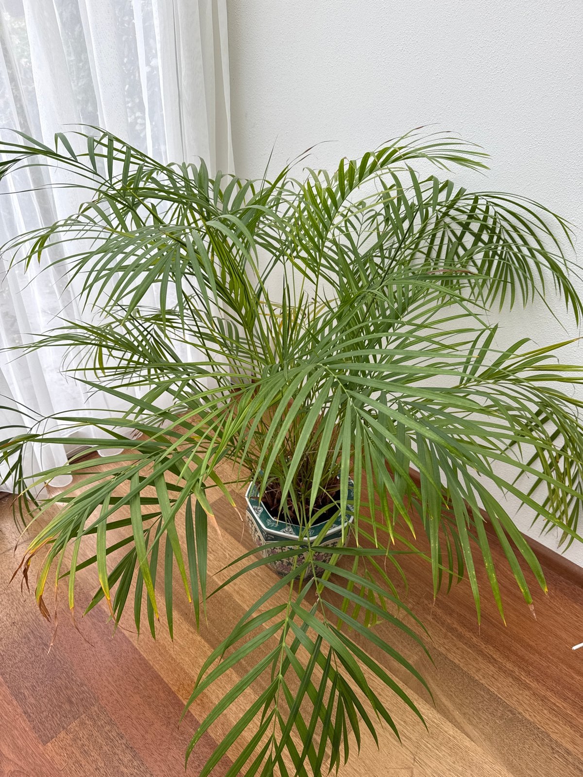 Grote Areca Palm in Sierpot - 150-200 cm, Palm, In pot, 150 tot 200 cm, Groene kamerplant