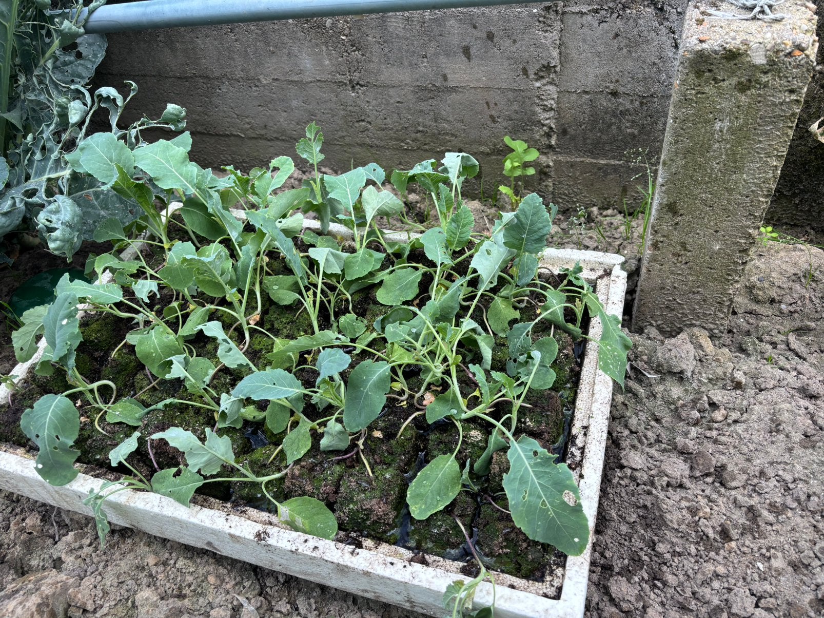 Bloemkoolplantjes bloemkool voor de moestuin, Ophalen, Overige soorten, Minder dan 100 cm