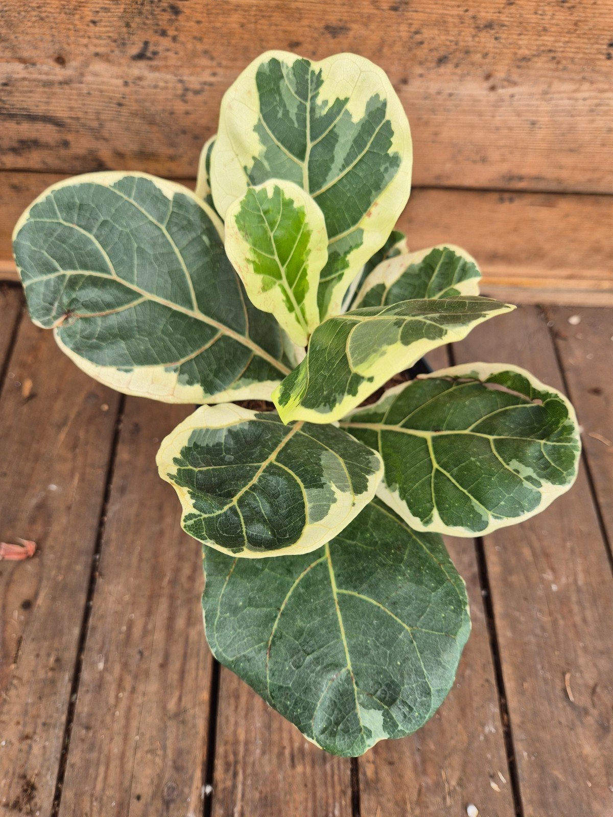 Ficus Lyrata Variegata p14 (4), Ophalen of Verzenden, Ficus, Halfschaduw, Minder dan 100 cm