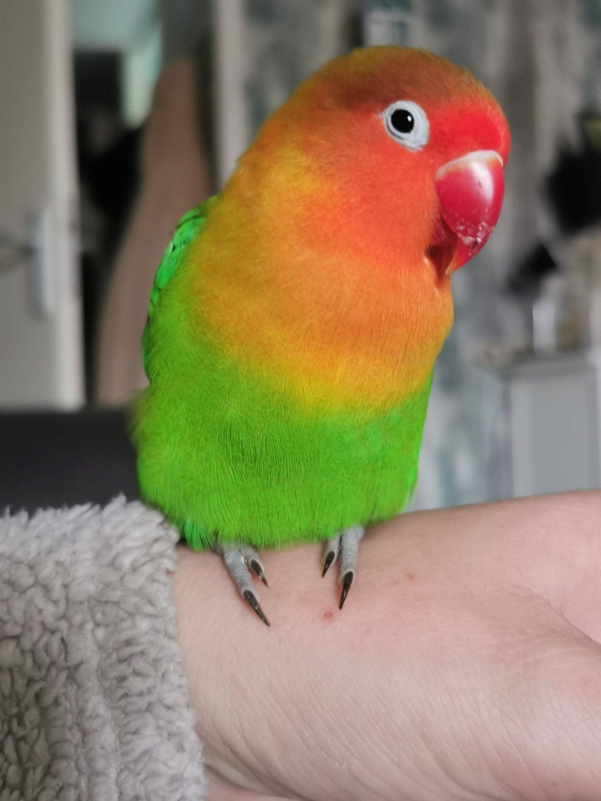 (SPOED) coco herplaatsing, Dieren en Toebehoren, Vogels | Parkieten en Papegaaien, Mannelijk, Papegaai