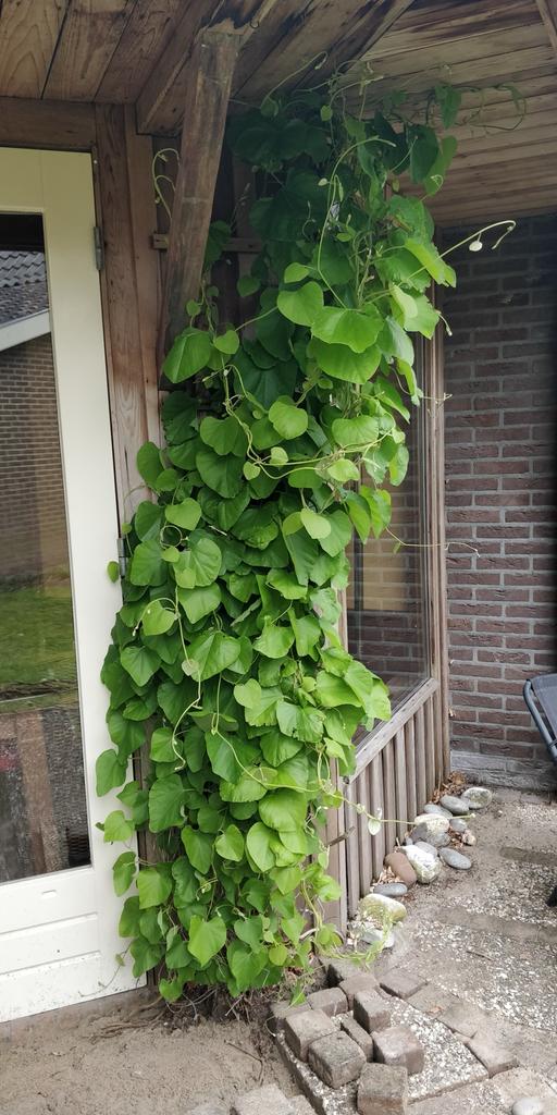Duitsepijp - Klimplant voor een groene gevel, Tuin en Terras, Planten | Tuinplanten, Ophalen, Vaste plant, Halfschaduw, Klimplanten