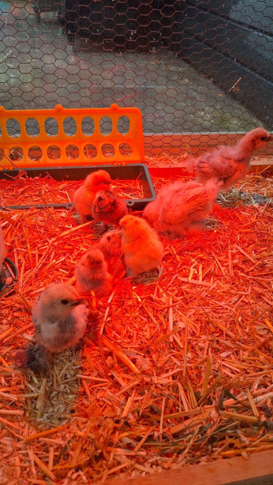 zijderhoen kuikens, Meerdere dieren, Kip