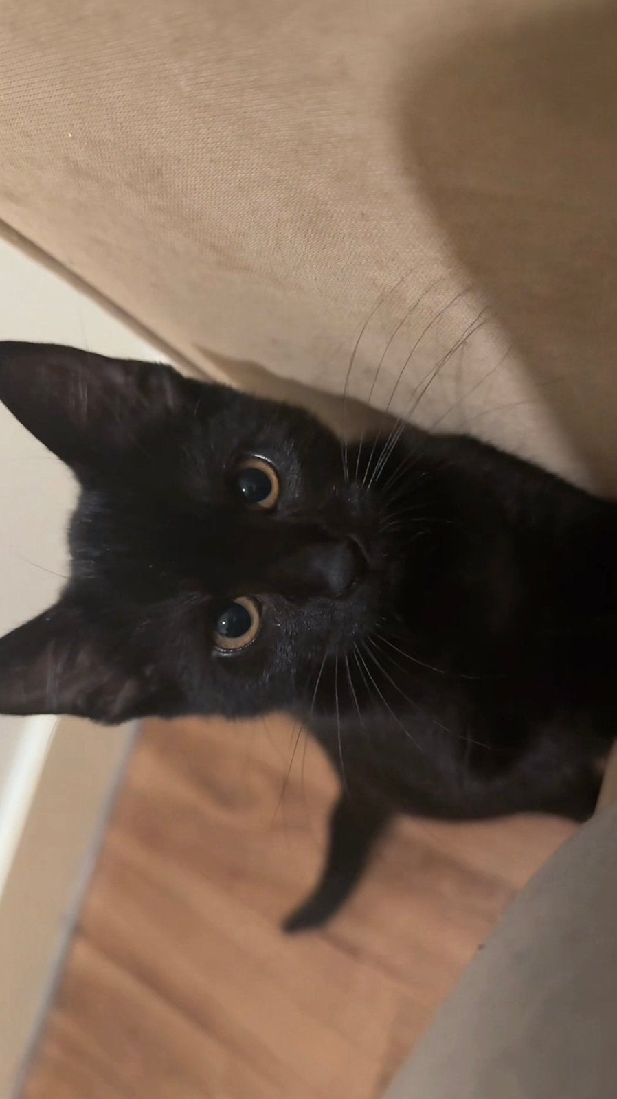 Zwart kitten, Poes