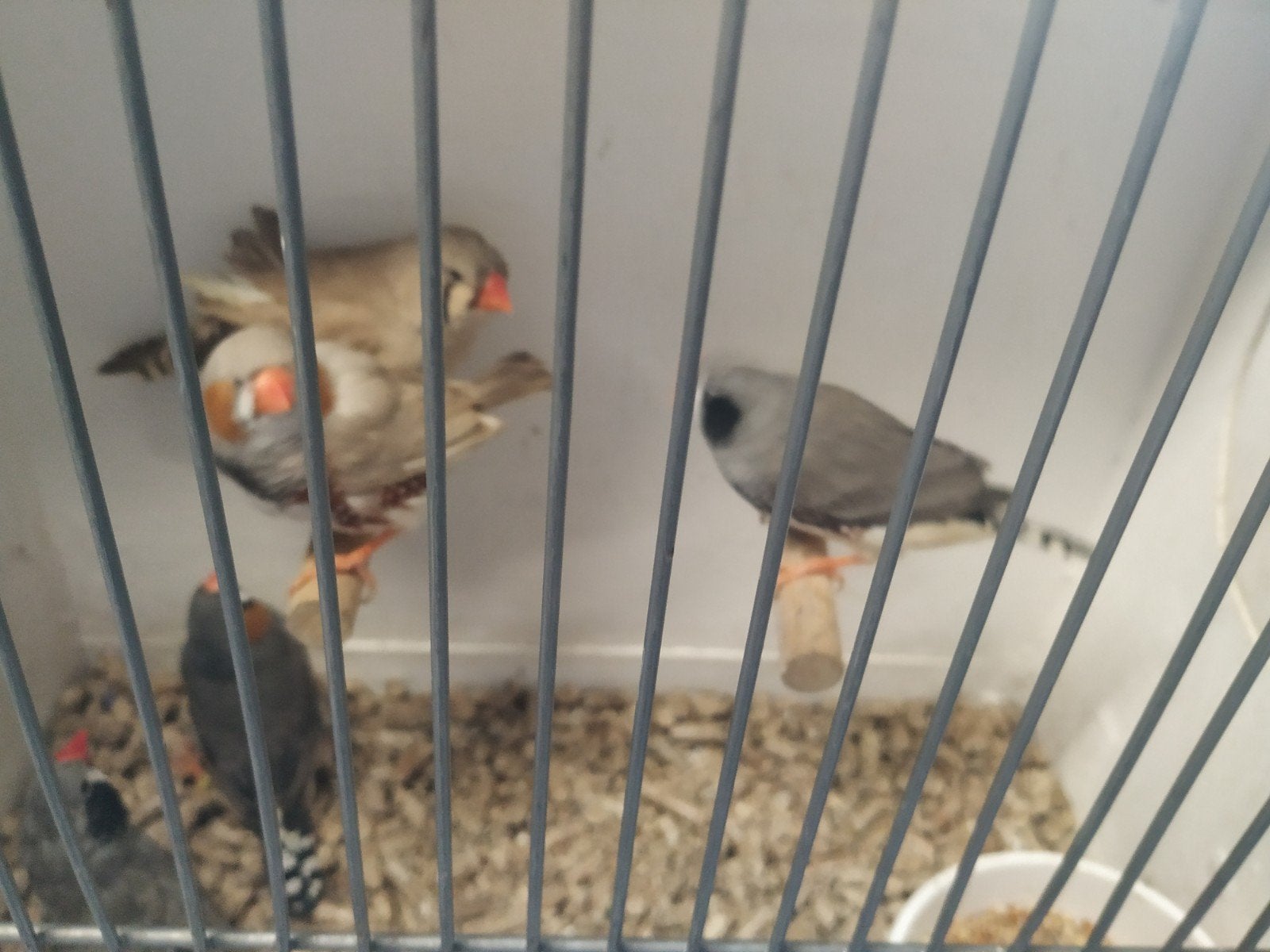 Zebravinken, Meerdere dieren