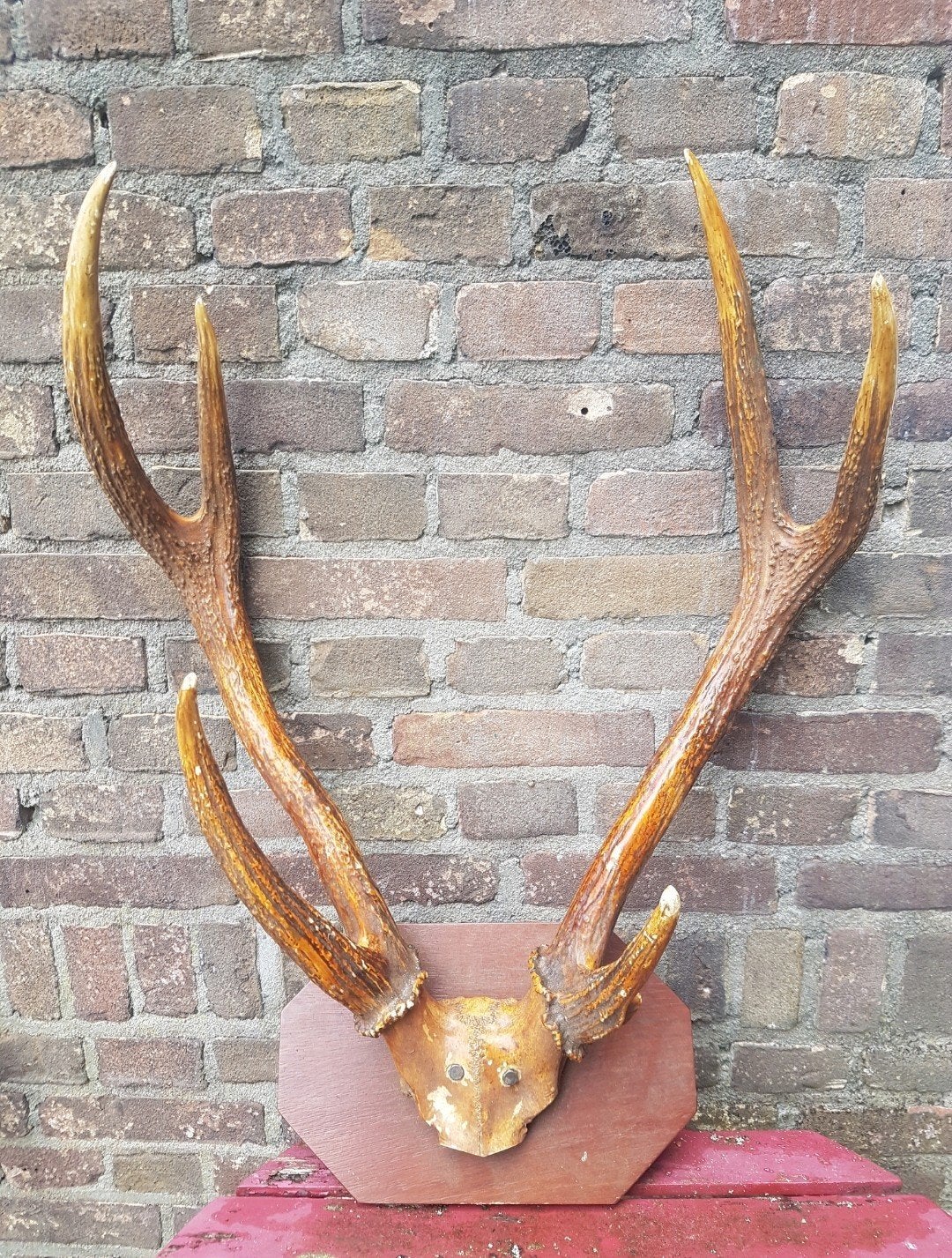 Prachtig MEGA Rusa Sambar hert ( Aziatisch ) schedel herten, Ophalen of Verzenden, Zo goed als nieuw, Hert, Schedel