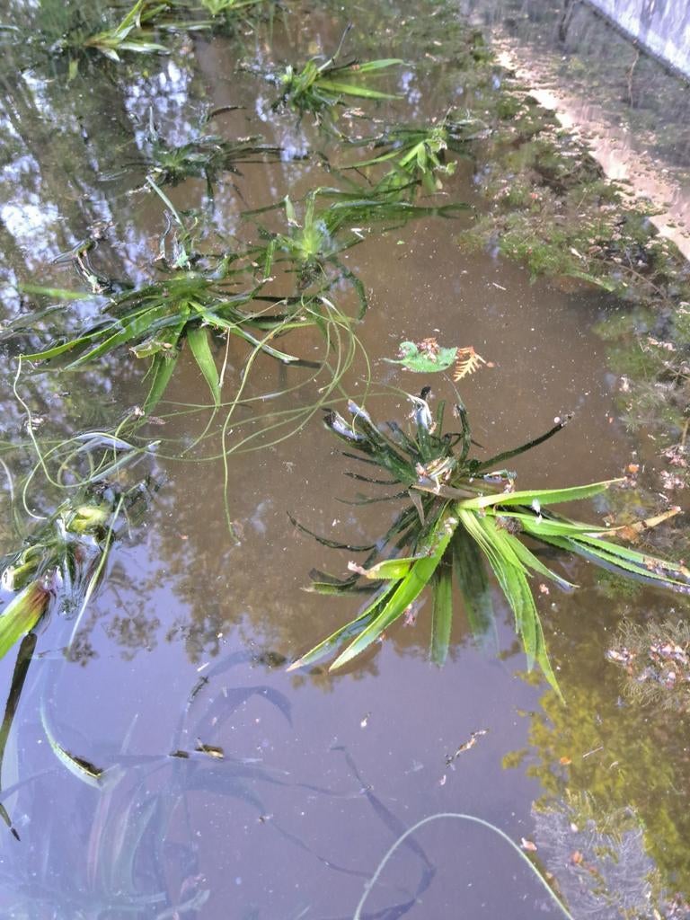 Zuurstofplanten krabbenscheren (Statoides aloides), Tuin en Terras, Vijvers, Ophalen