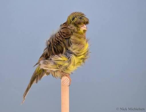 Gezocht mehringer kanarie, Dieren en Toebehoren, Vogels | Kanaries, Mannelijk, Kleurkanarie
