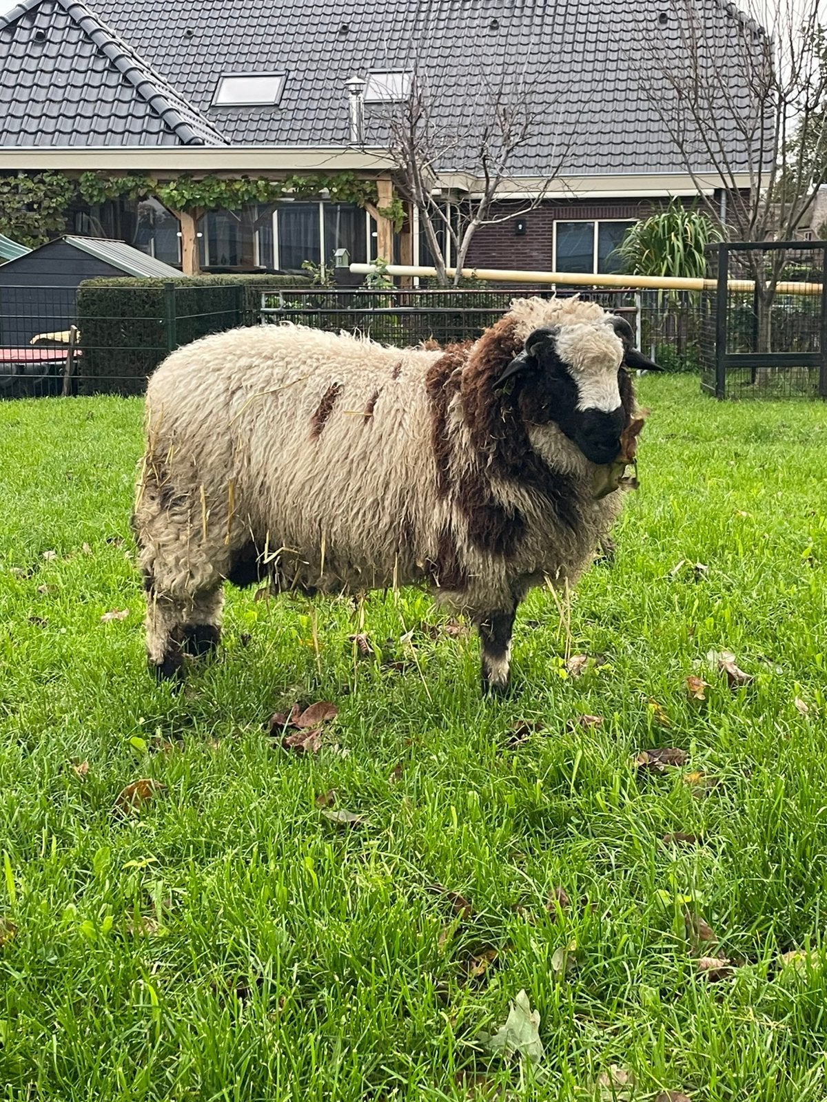 Mooie kruising ram, Mannelijk, Schaap
