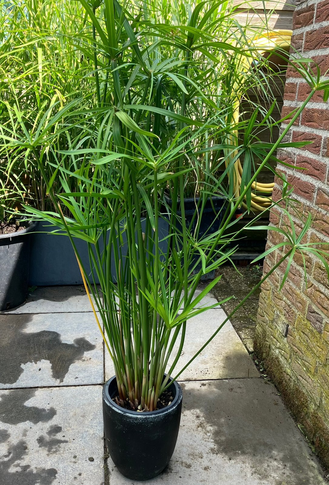 Parapluplant, Volle zon, Vaste plant, Bloeit niet, Ophalen