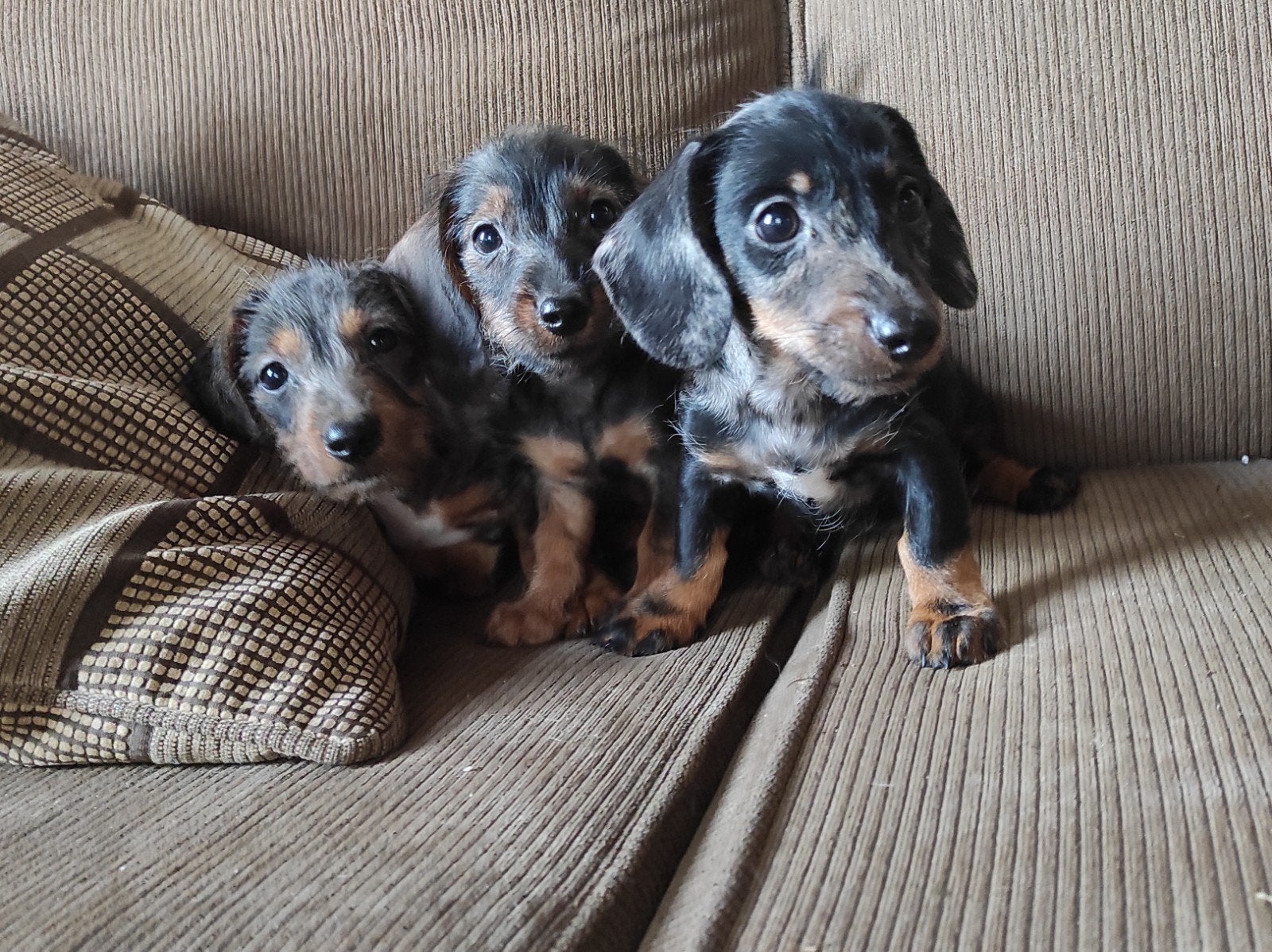 Ruwharige dwergteckel pups, Gevlekt/Merle, Dieren en Toebehoren, Parvo, 8 tot 15 weken, Korthaar, Dwerg