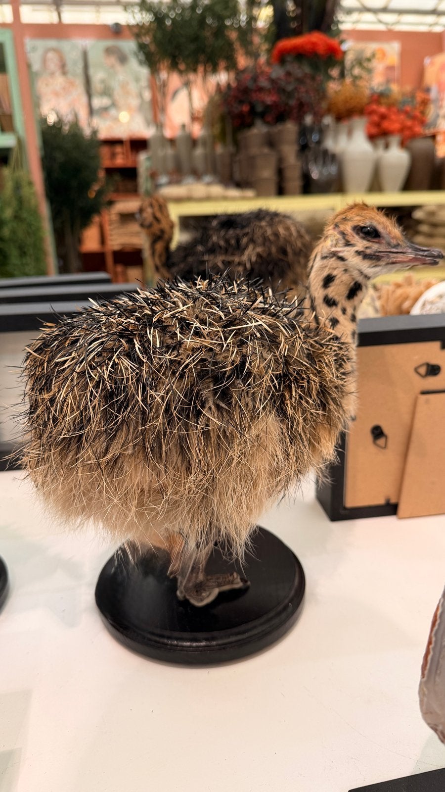 Opgezetten struisvogel baby, Verzenden, Zo goed als nieuw, Beeldje of Figuurtje