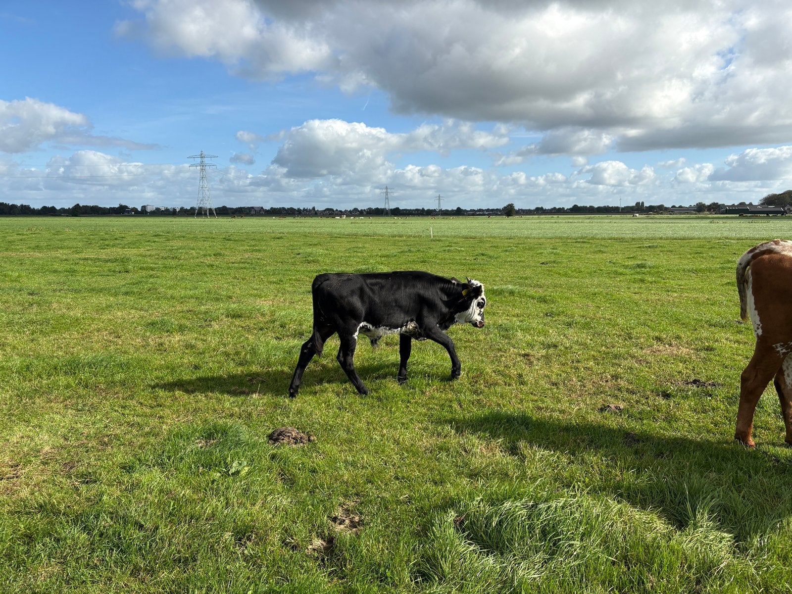 Diverse Texas Longhorns te koop! Texas Longhorn Stamboek, Dieren en Toebehoren, Meerdere dieren