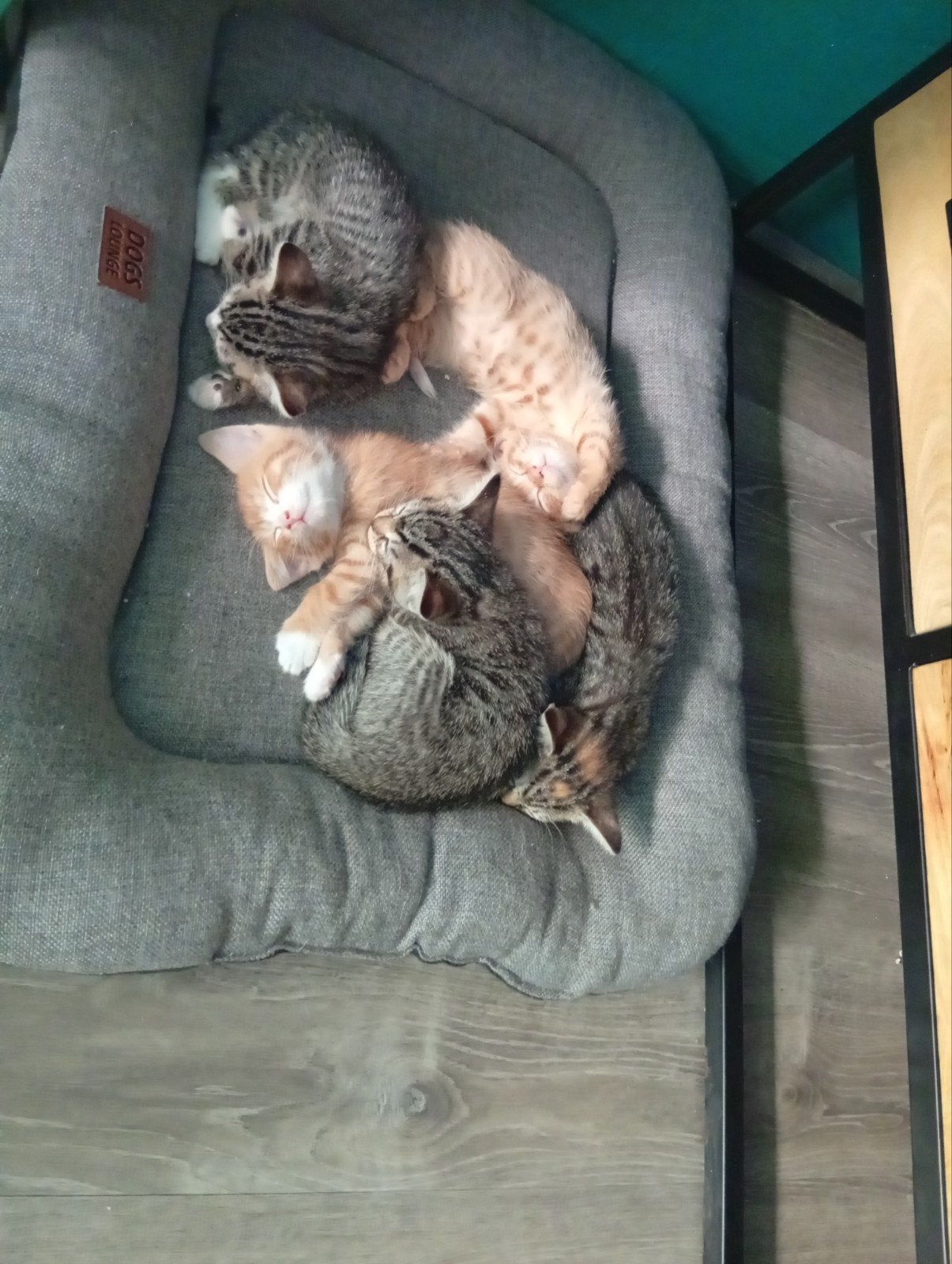 5 kittens 8 weken oud  zoeken een 4-ever home., Meerdere dieren, Kortharig, 0 tot 2 jaar