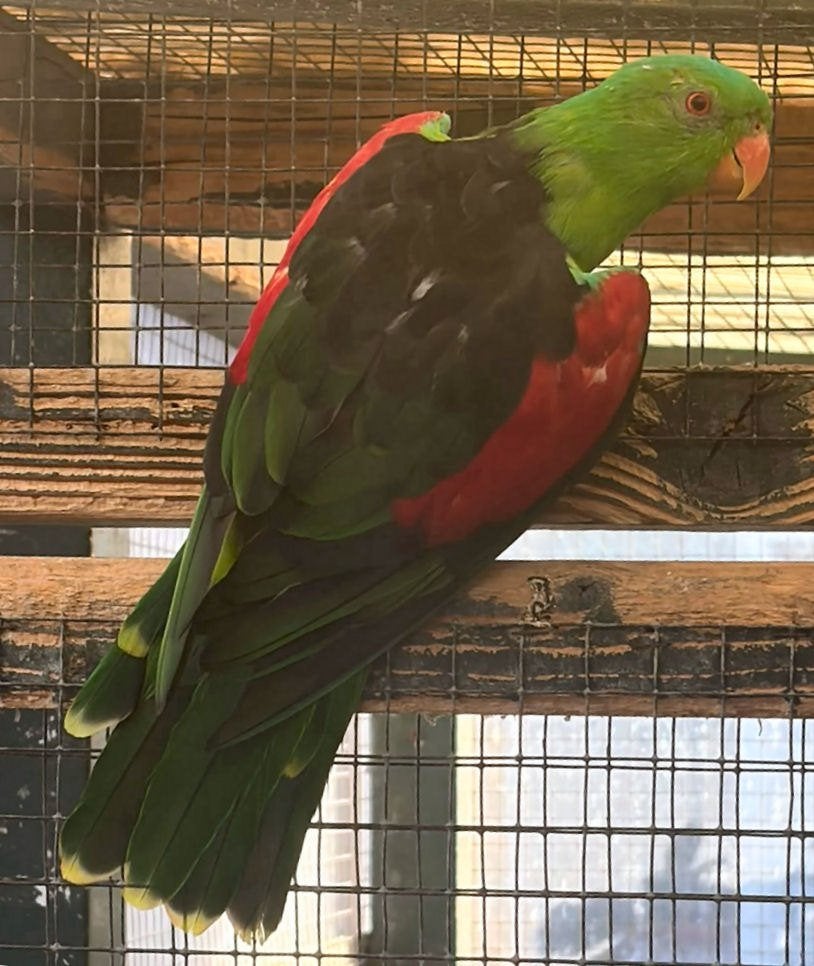 koppel roodvleugels, Dieren en Toebehoren, Meerdere dieren, Parkiet