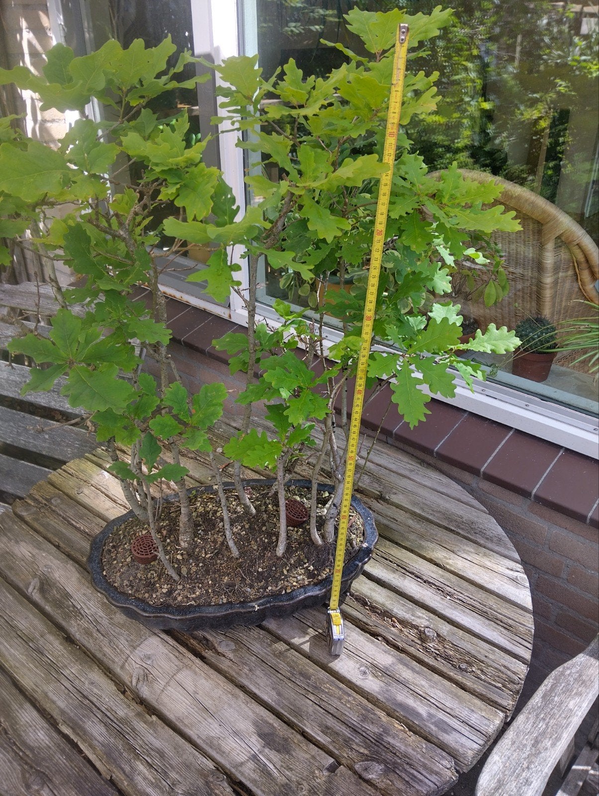 Groot bonsai eikenbos met schaal te koop., Tuin en Terras, Bloeit niet, Overige soorten, Minder dan 100 cm, Ophalen