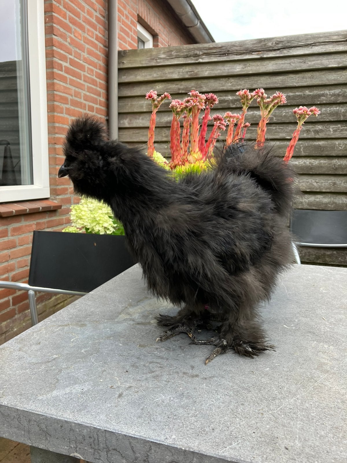 ZIJDEHOEN HAAN GROOT GEBAARD, Dieren en Toebehoren, Mannelijk, Kip