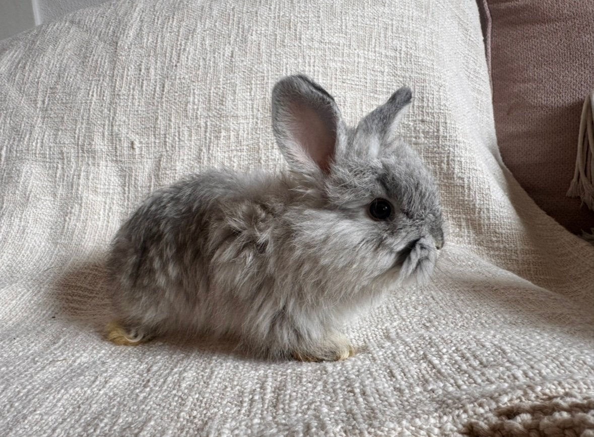 Angora-konijnen, Meerdere dieren, Dwerg
