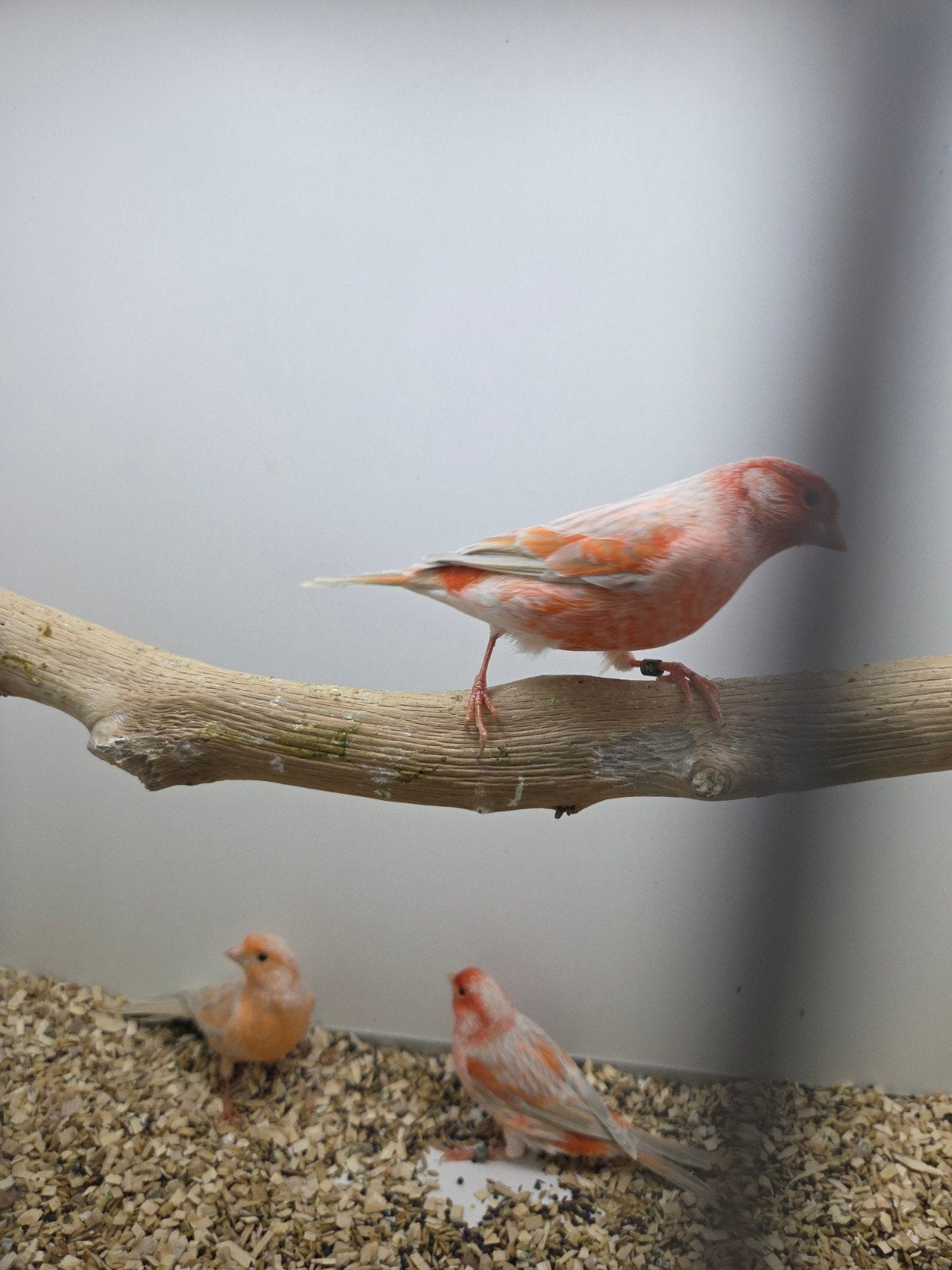 mooie rood  mozaiek met bestreping, Dieren en Toebehoren