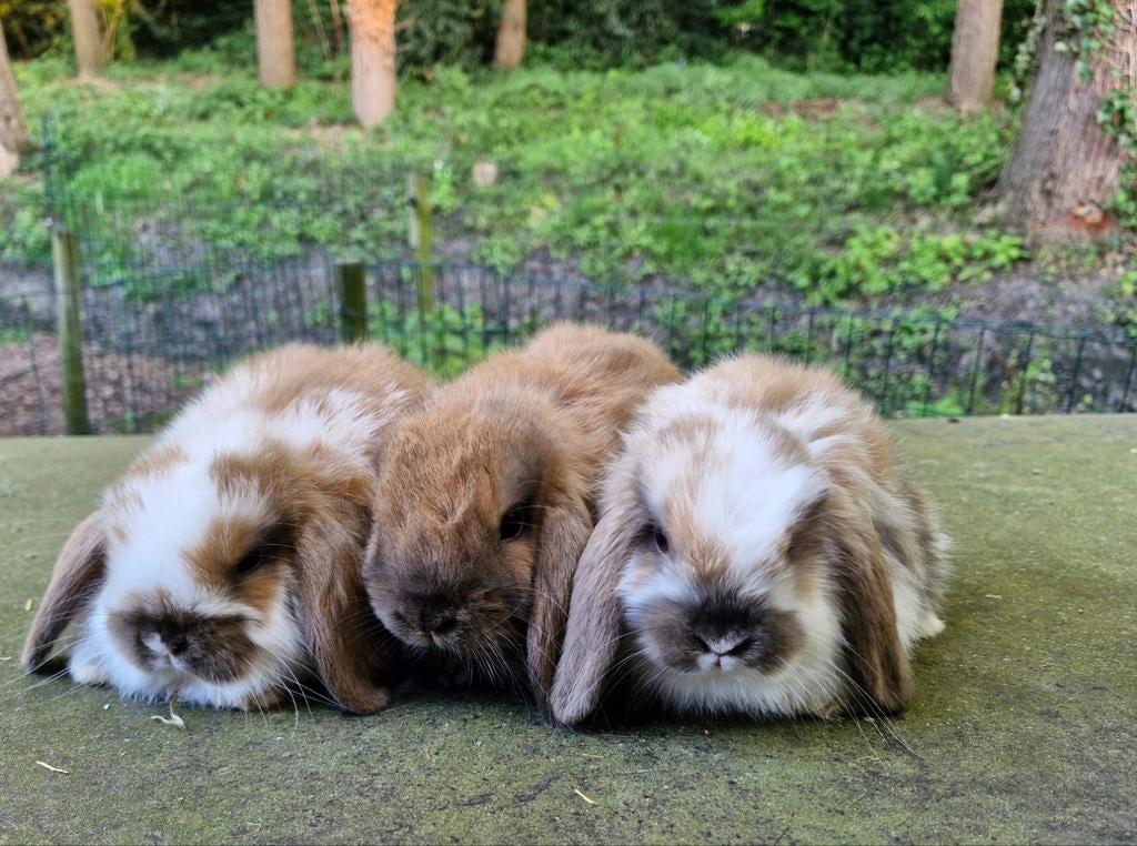 Nederlandse dwerg hangoor konijntjes te koop, Meerdere dieren, Dwerg, Hangoor, 0 tot 2 jaar