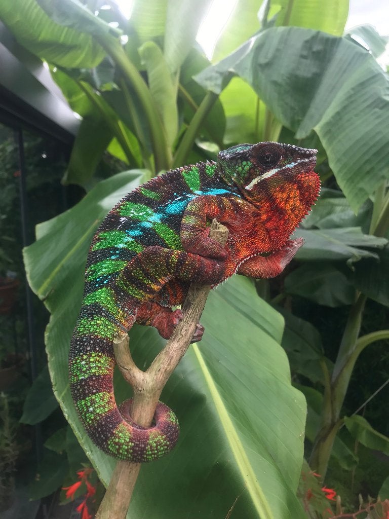 Panterkameleon Chameleon photo 2