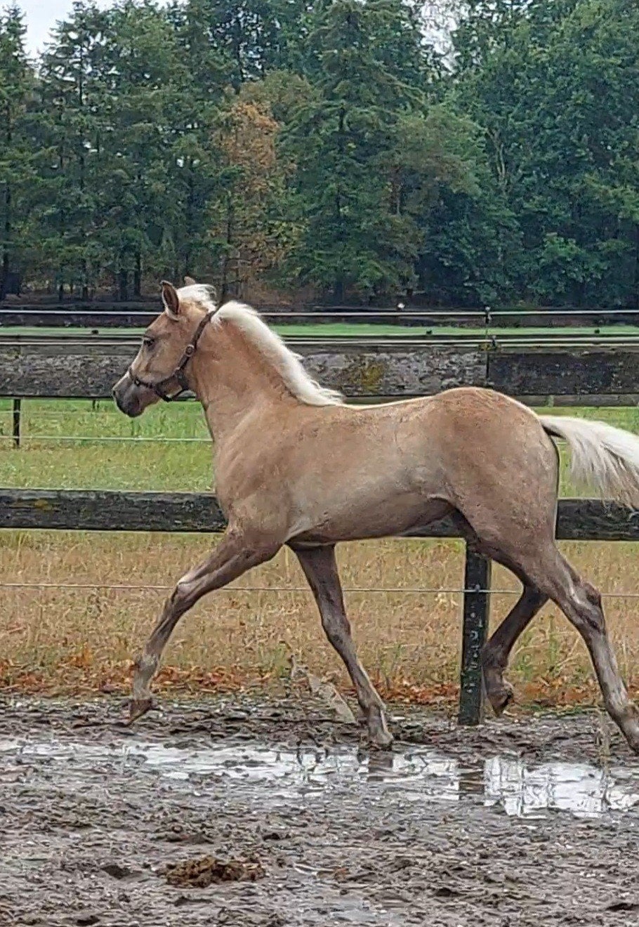 Haflinger merrieveulen, Merrie, Met stamboom, 0 tot 2 jaar