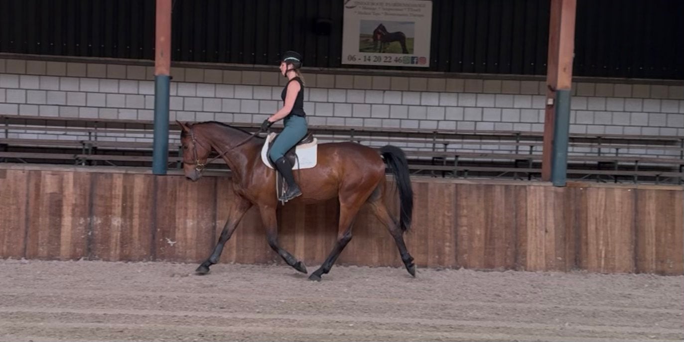 Super lieve, relaxte 5 jarige ruin., Ruin, Zadelmak, Met stamboom, 3 tot 6 jaar