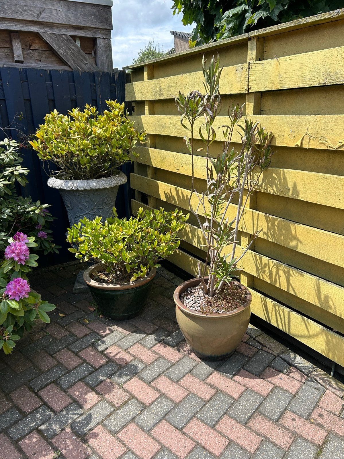 Diverse tuinplanten in potten, Volle zon, Vaste plant, Bloeit niet, Ophalen