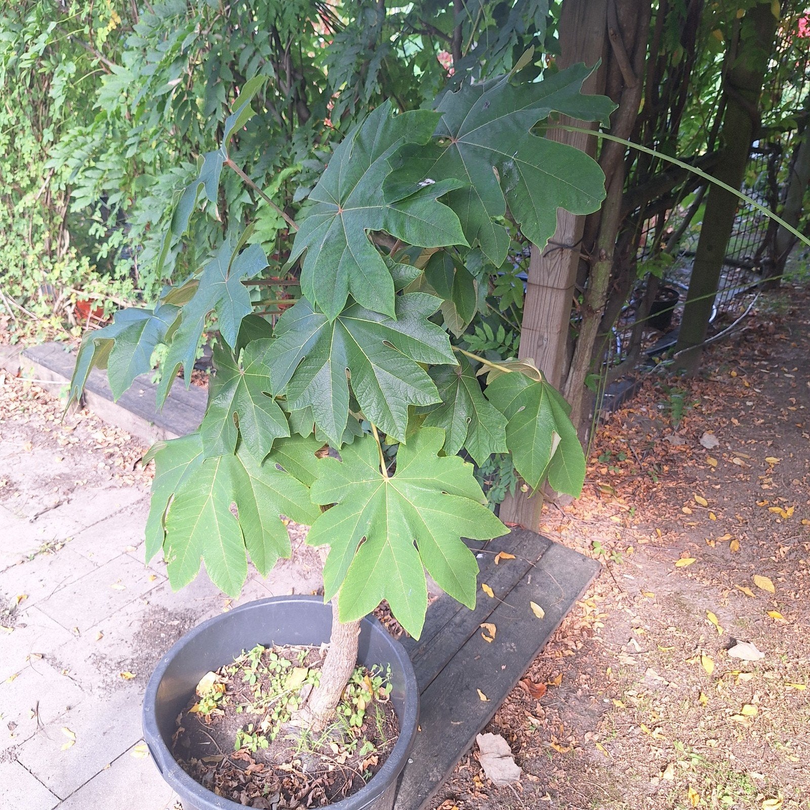 Tetrapanax, Tuin en Terras, Volle zon, Vaste plant, Herfst, Ophalen