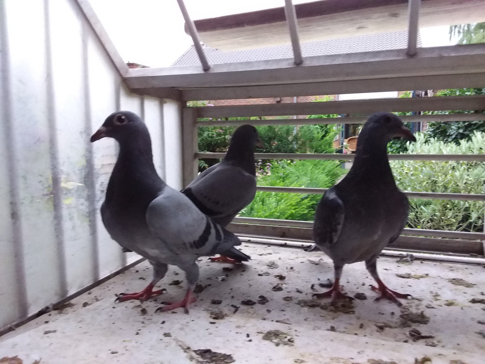 JONGE ONGERINGDE POSTDUIVEN VOOR EEN ZAK DUIVENVOER., Dieren en Toebehoren, Meerdere dieren, Postduif