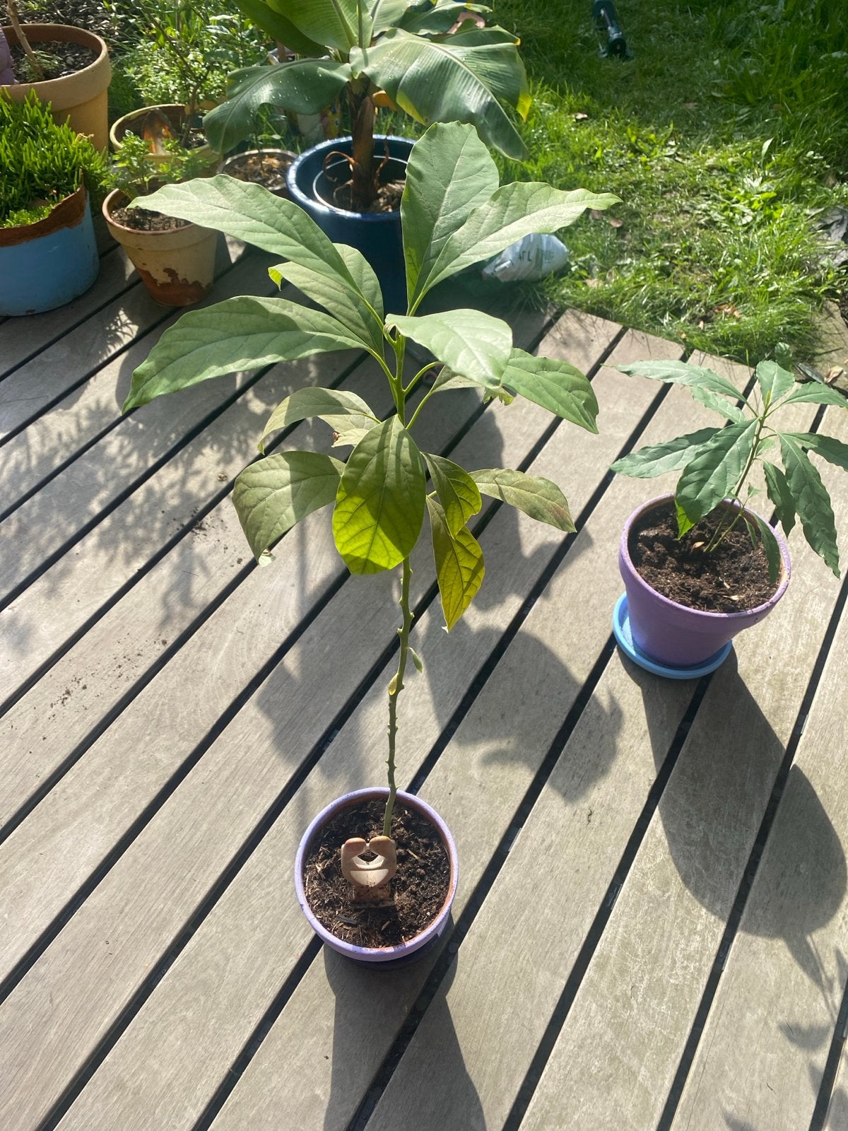 Avocado plant in plastic potje, Ophalen, Groen, Gebruikt, Overige stijlen