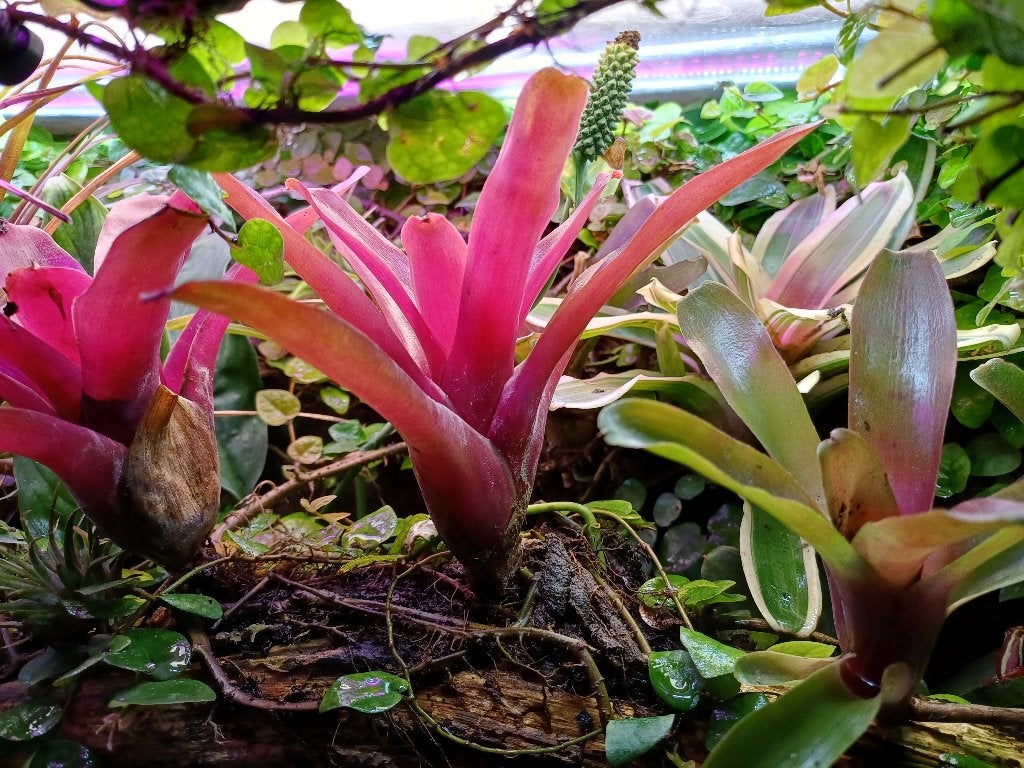 Terrariumplanten, neoregelia 'fireball', (gifkikkers), Dieren en Toebehoren, Ophalen of Verzenden, Nieuw, Tak, Plant, Rots of Steen