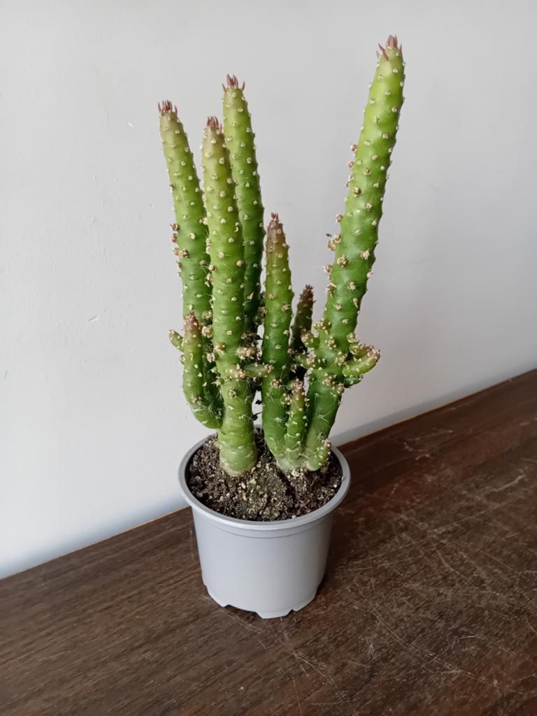Cactus 25cm, Ophalen, Minder dan 100 cm, In pot, Cactus