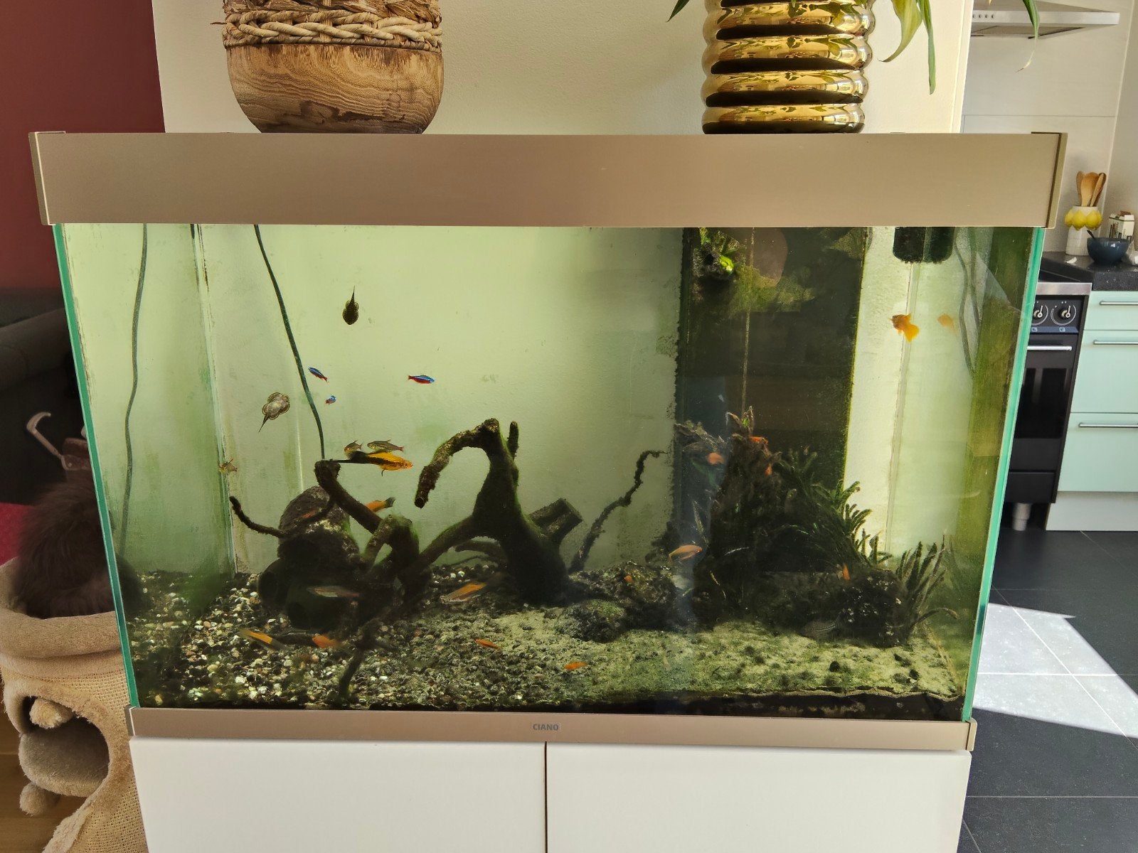 Ciano emotions nature PRO80 aquarium 128L, Ophalen, Inclusief toebehoren, Gebruikt, Gevuld zoetwateraquarium
