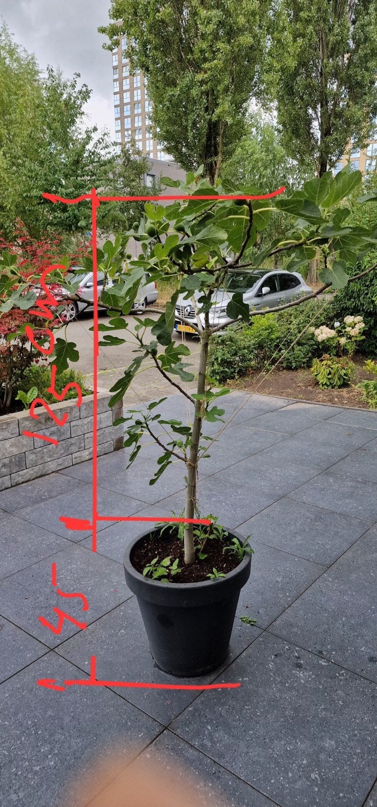 Bruine Vijgenboom, Overige soorten, 100 tot 250 cm, Zomer, Ophalen