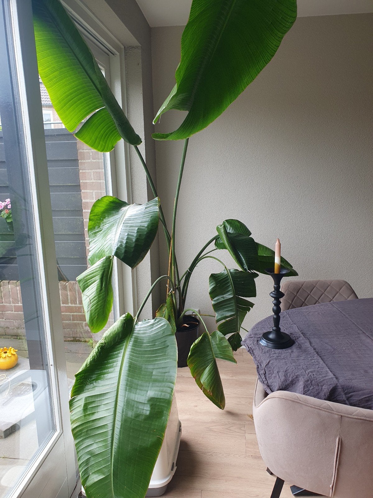 Grote Strelitzia Nicolai - Paradijsvogelplant, 200 cm of meer, Overige soorten, Ophalen of Verzenden, In pot
