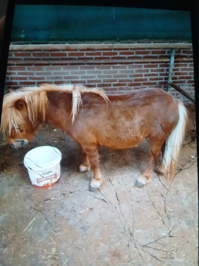 shetlander, Dieren en Toebehoren, Pony's, Hengst, B pony (1.17m tot 1.27m), Dressuurpony, 3 tot 6 jaar