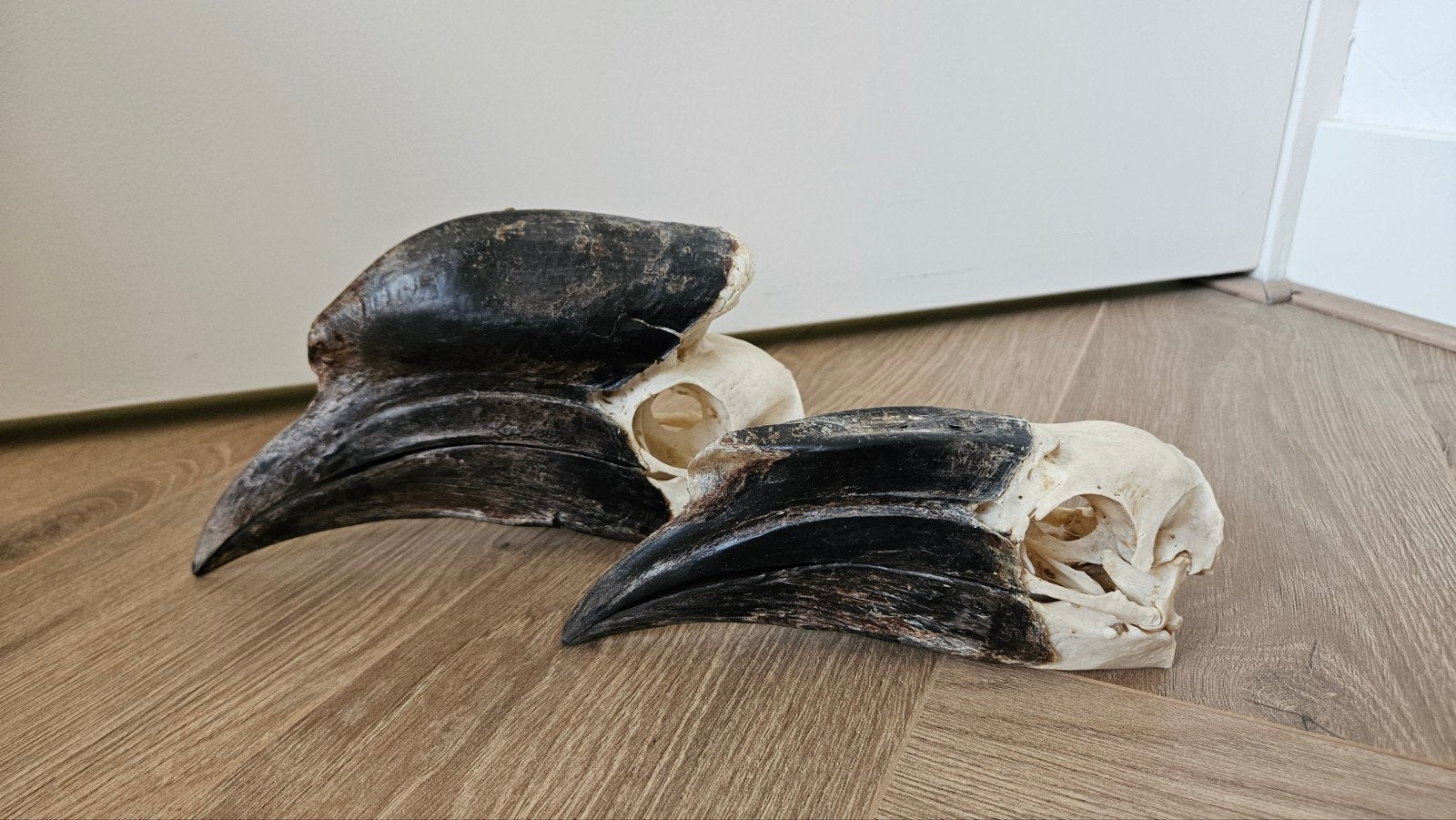 Koppel neushoornvogels - schedels, Ophalen of Verzenden, Gebruikt