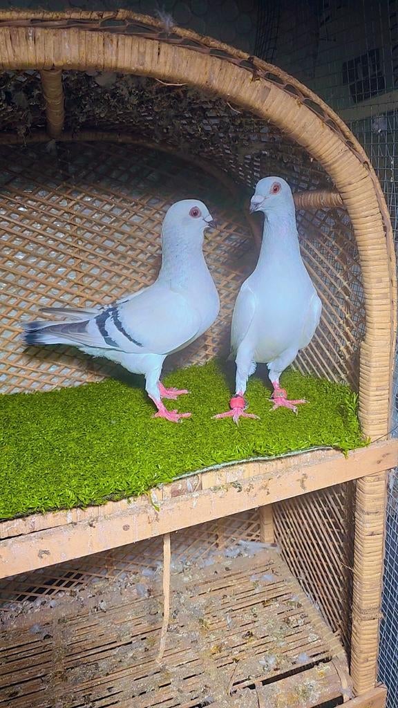 Duiven te koop, Dieren en Toebehoren, Meerdere dieren, Overige soorten