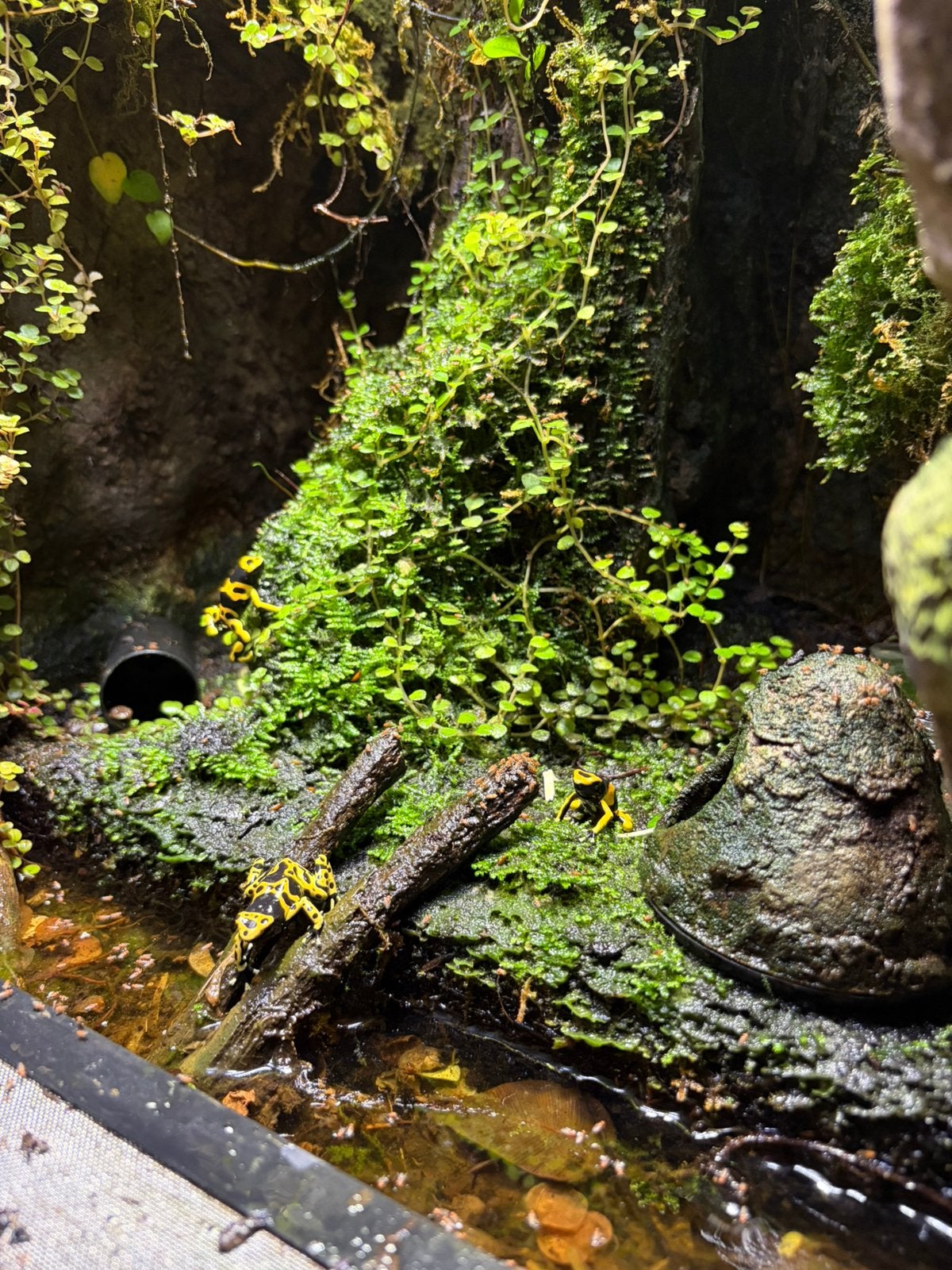 Pijlgifkikkers D. Leucomelas Frog photo 3