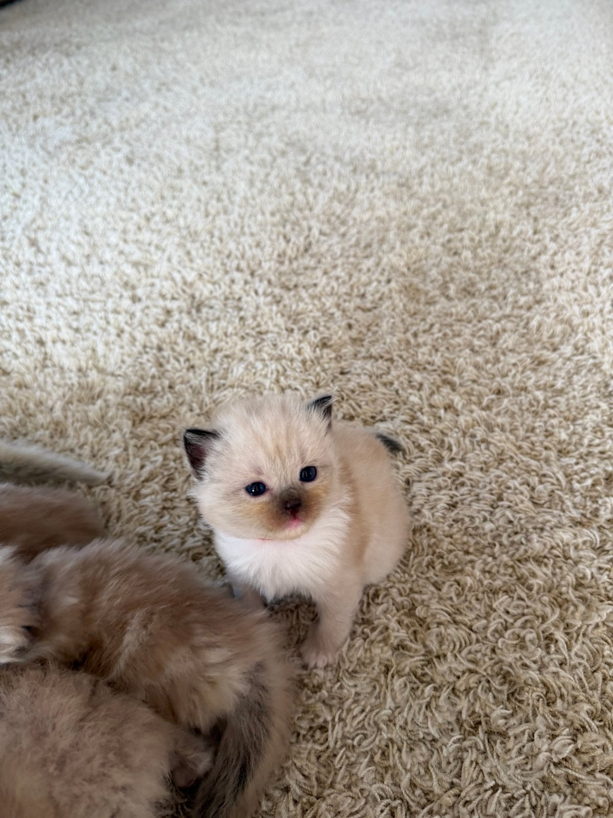 Raszuivere ragdoll sephia mink kittens, Meerdere dieren