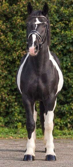 Appart mooi getekende ruin, Dieren en Toebehoren, B, Ruin, 3 tot 6 jaar, Gechipt