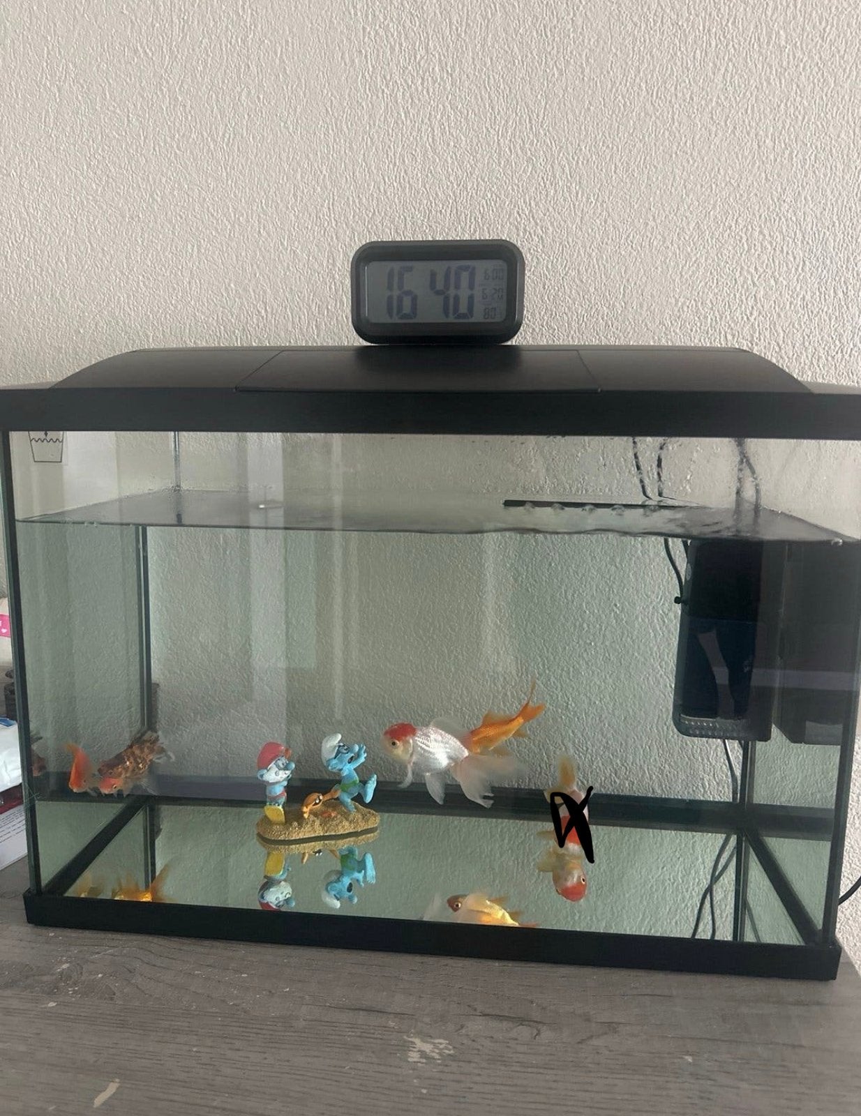 Dringend te koop, Dieren en Toebehoren, Ophalen of Verzenden