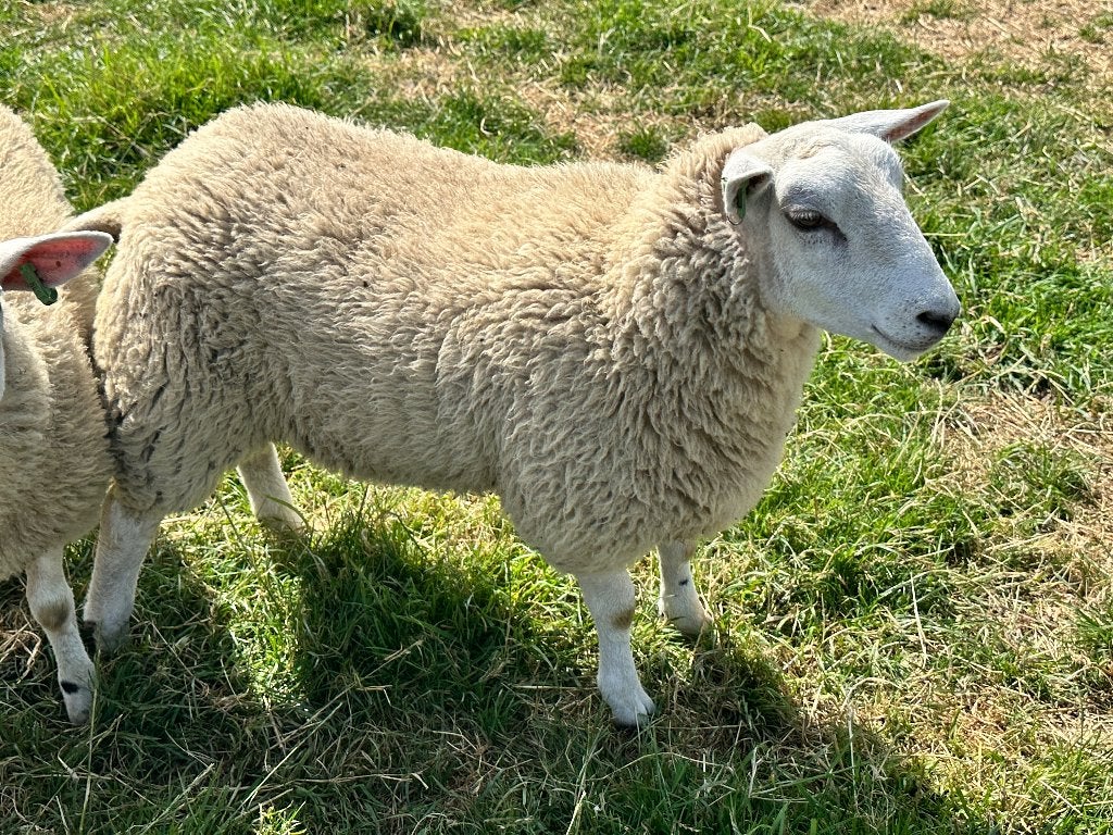 Swifter fok ooien te koop, Vrouwelijk, Schaap, 0 tot 2 jaar