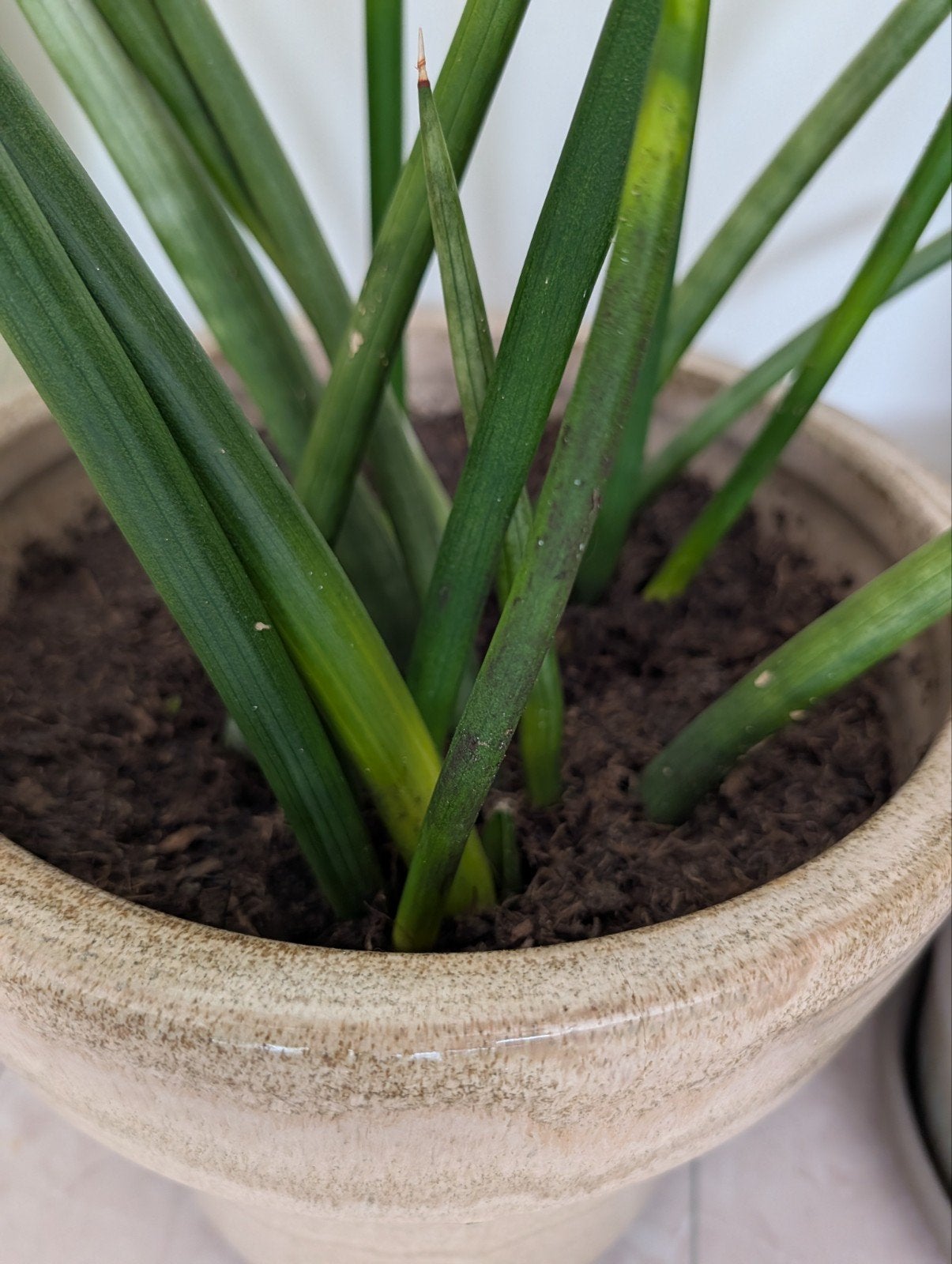 Sansevieria Cylindrica - Vingerplant, Tuin en Terras, Planten | Tuinplanten, Ophalen of Verzenden