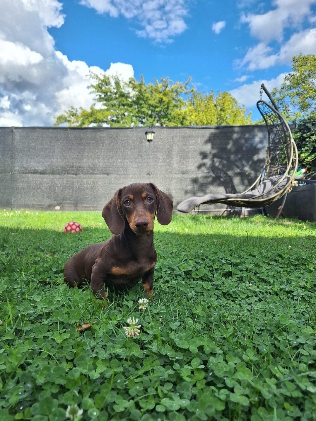 Onwijs lieve en knappe dwergeteckel pup teefje, Parvo, Nederland, 8 tot 15 weken, Korthaar
