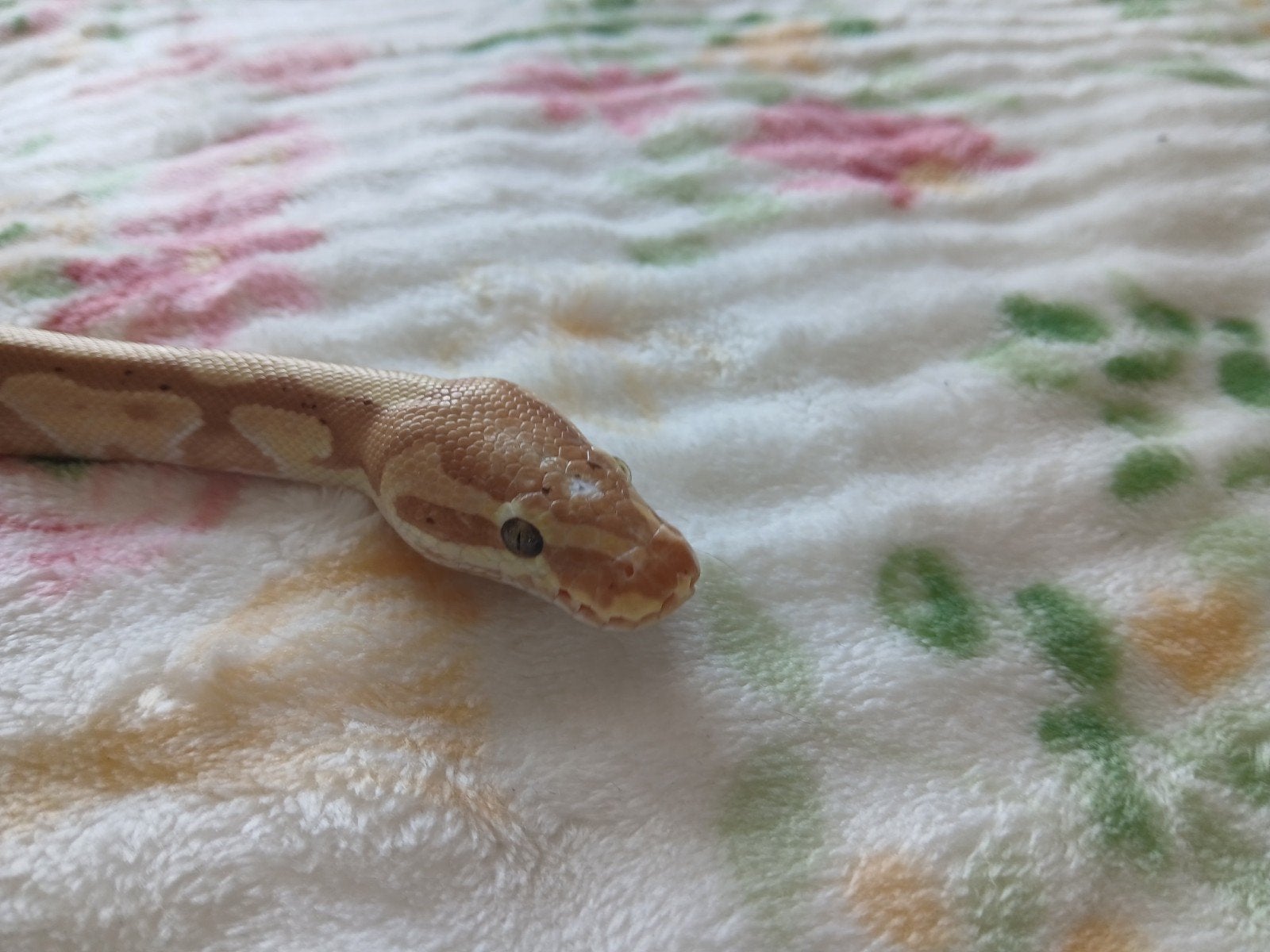 koningspython mantjes Ball Python photo 2