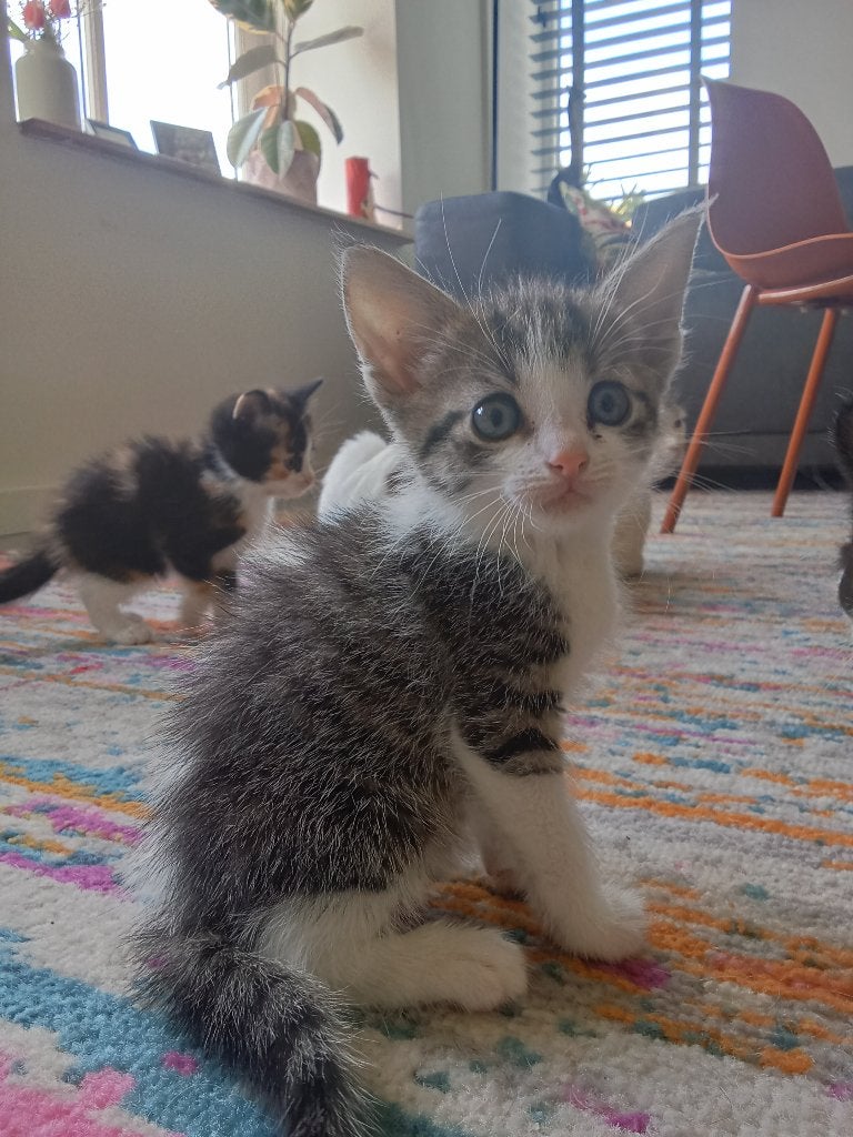 Nog 1 kater kittentje beschikbaar!, Dieren en Toebehoren, Katten en Kittens | Overige Katten, Meerdere dieren, Kortharig, 0 tot 2 jaar